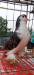 Shiraji male adult
